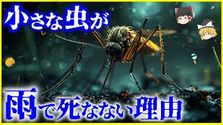 【ゆっくり解説】自分の50倍の質量が空から…小さな虫が「雨」で死なない理由とはを解説/雨に負けない虫たちの秘密