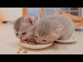 Ces surs chatons sont si mignonnes que leur apptit explose mme au rveil