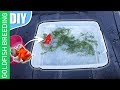 15 DIY steps -How to breed goldfish ( complete Step by step tutorial)