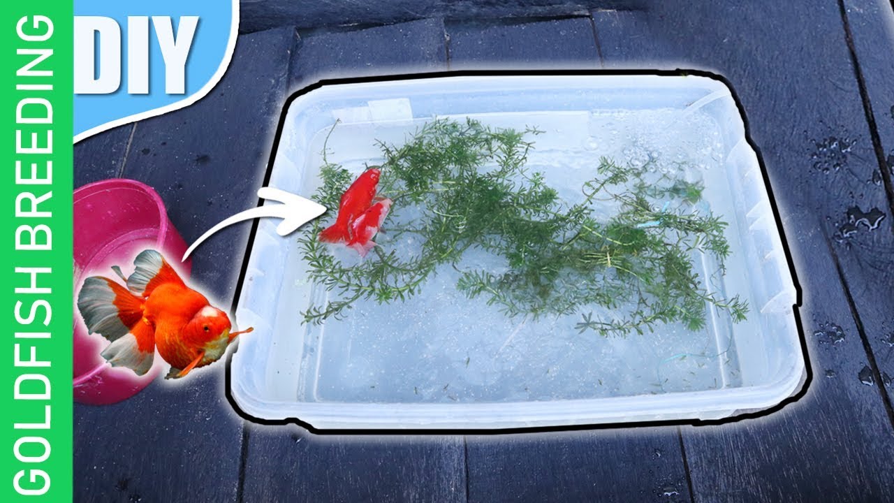 15 DIY steps -How to breed goldfish 