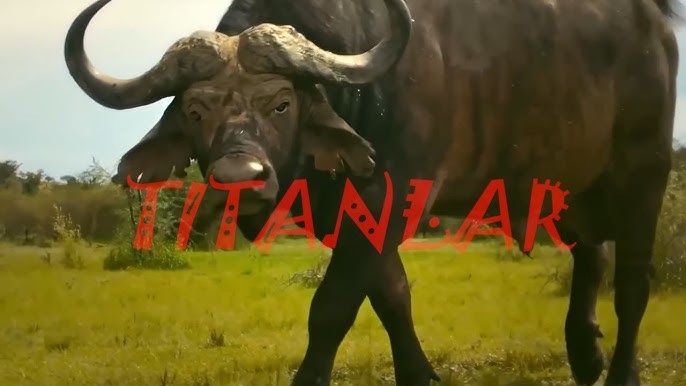 Eshaklarni yalayotgan erkaklar videolari