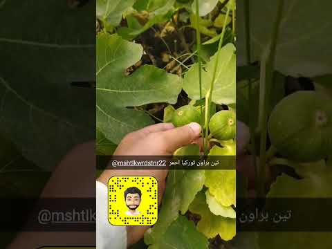 تين براون توركيا احمر مميزه نادر