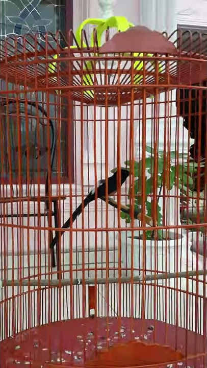 Murai Batu  Nagasewu🐉 (Bossman Tiger - Tiger Birdfarm Bengkulu)