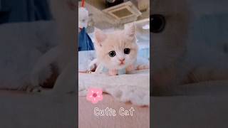 Cutie Cat viral foryou trending subscribe funny lucu cute cat catlover ecge shorts fyp