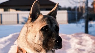 Наш самурай самый послушный пёс в мире
