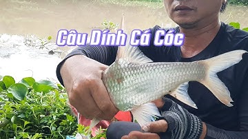 #fishing #catchfish #survival #cauca #batca #sinhton CÂU ĐƯỢC CÁ CÓC TO Phần #134 ||@fishingchannel83 