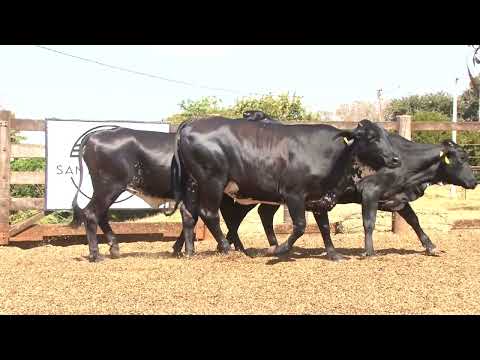 LOTE 37   226  93  139   2º LEILÃO VIRTUAL DA FAZENDA SANTO AMARO   DIA 28 DE AGOSTO   14HS REMATEWE