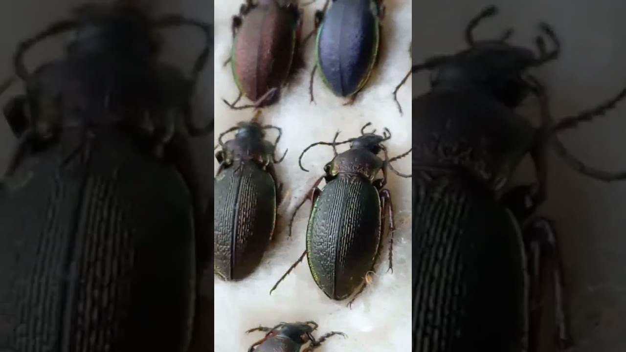 Colourful Ground Beetles, Carabus, Carabidae. Entomology Collection. Kyiv, Ukraine.