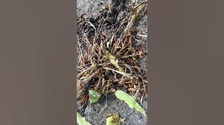 #nature #love #music #travel #viralvideo #dance #green #uk #pakistan #india #usa