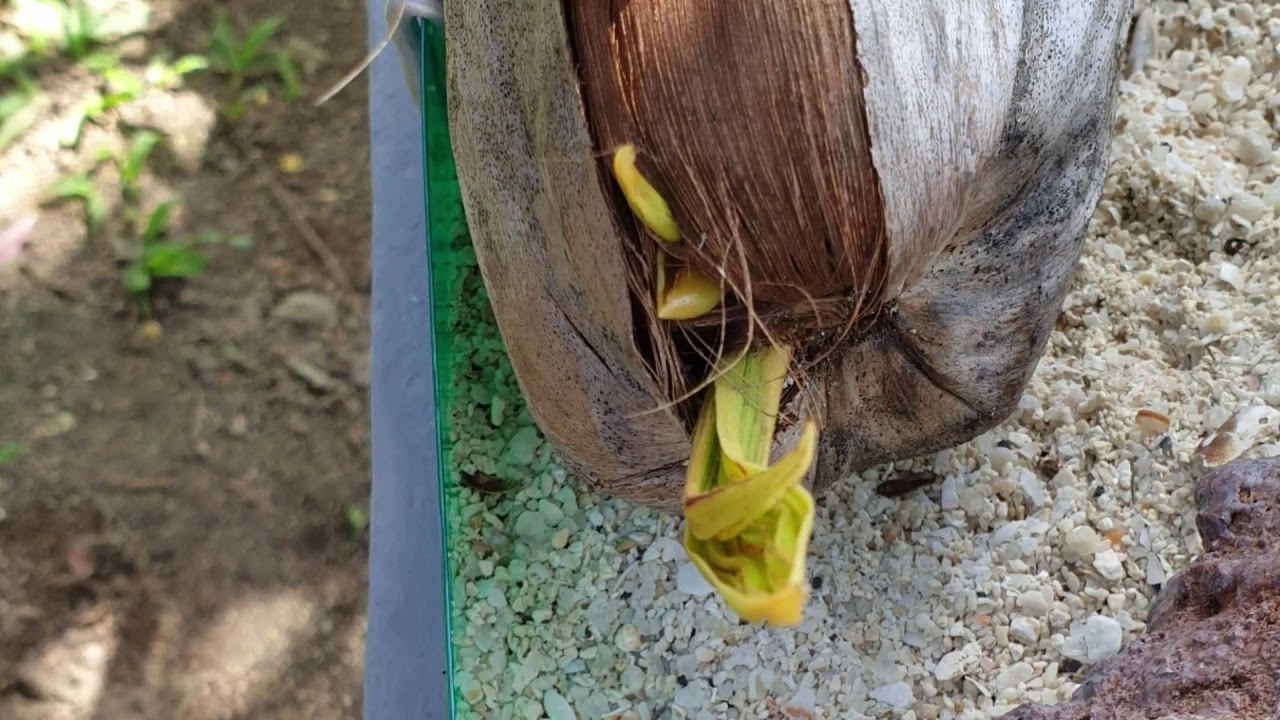 Bonsai kelapa berbuah 28 juni 2020 ditggu update nya - YouTube
