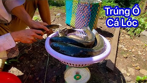 Trúng Đậm Bầy Cá Lóc Khủng Khi Thăm Luồng Lờ Cá Ngày Nắng Hạn | Lương Ngố Vlogs