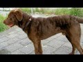 Portrait "Chesapeake Bay Retriever" の動画、YouTube動画。