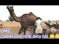 Camel Kitna Milk Deta hai ?  #techearth,