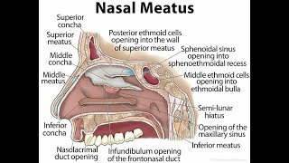 What structures open in the middle nasal meatus