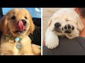 Cute Baby Golden Help You Relax After Tiring Day 🐶🥰| Cute Puppies