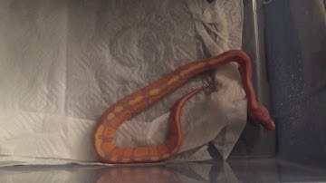 Snake Mite Treatment on Baby Ball Python