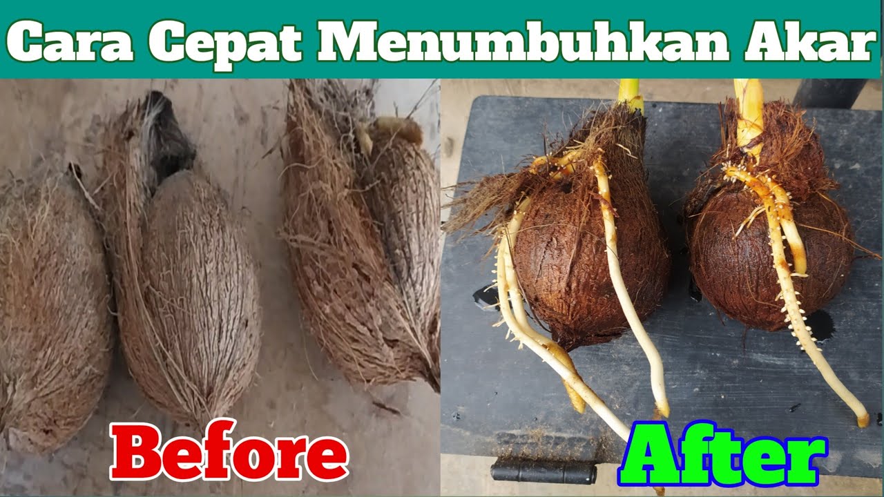 Cara Cepat Menumbuhkan Tunas Dan Akar Pada Bonsai Kelapa YouTube