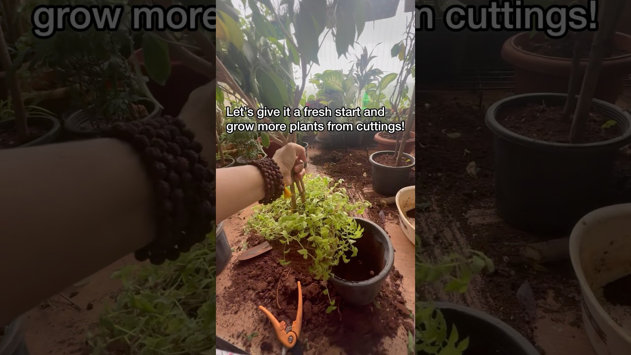 Chandani Plant Repotting 🌸 @Plantfrills 