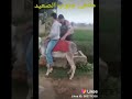لما فيل يركب حمار