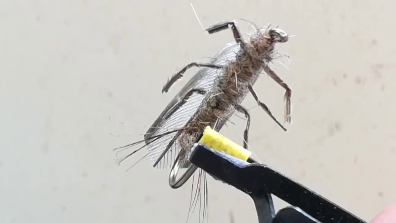 Mosca de la piedra o mosca de Mayo