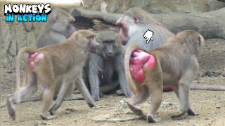 Monkeys Having A Great Time Together