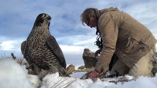 Falconry: Feather Perfect