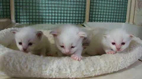 Watch the video about Zanadu Birman kittens