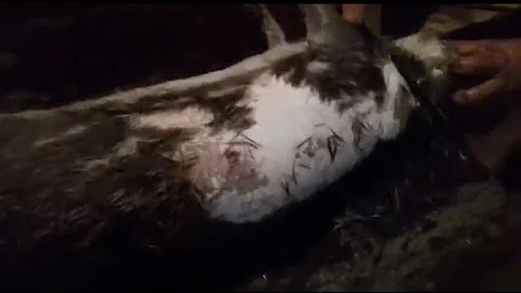 Como se trata uma paca?