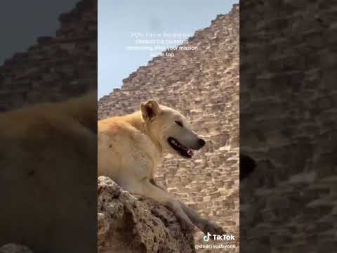 شاهد كلب بلدي يتسلق قمة الاهرامات المصرية 