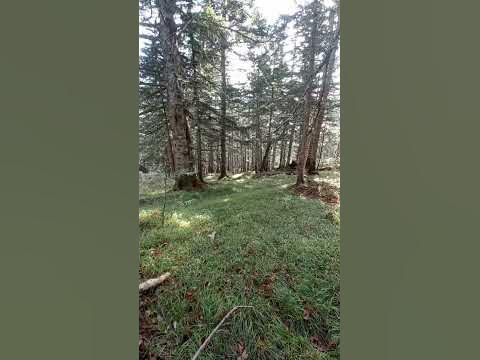 Полянка в лесу - YouTube