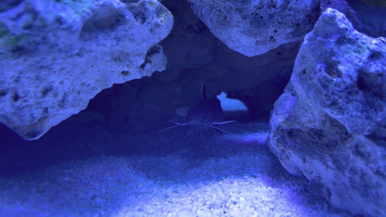 Why it’s so great to have Synodontis catfish!