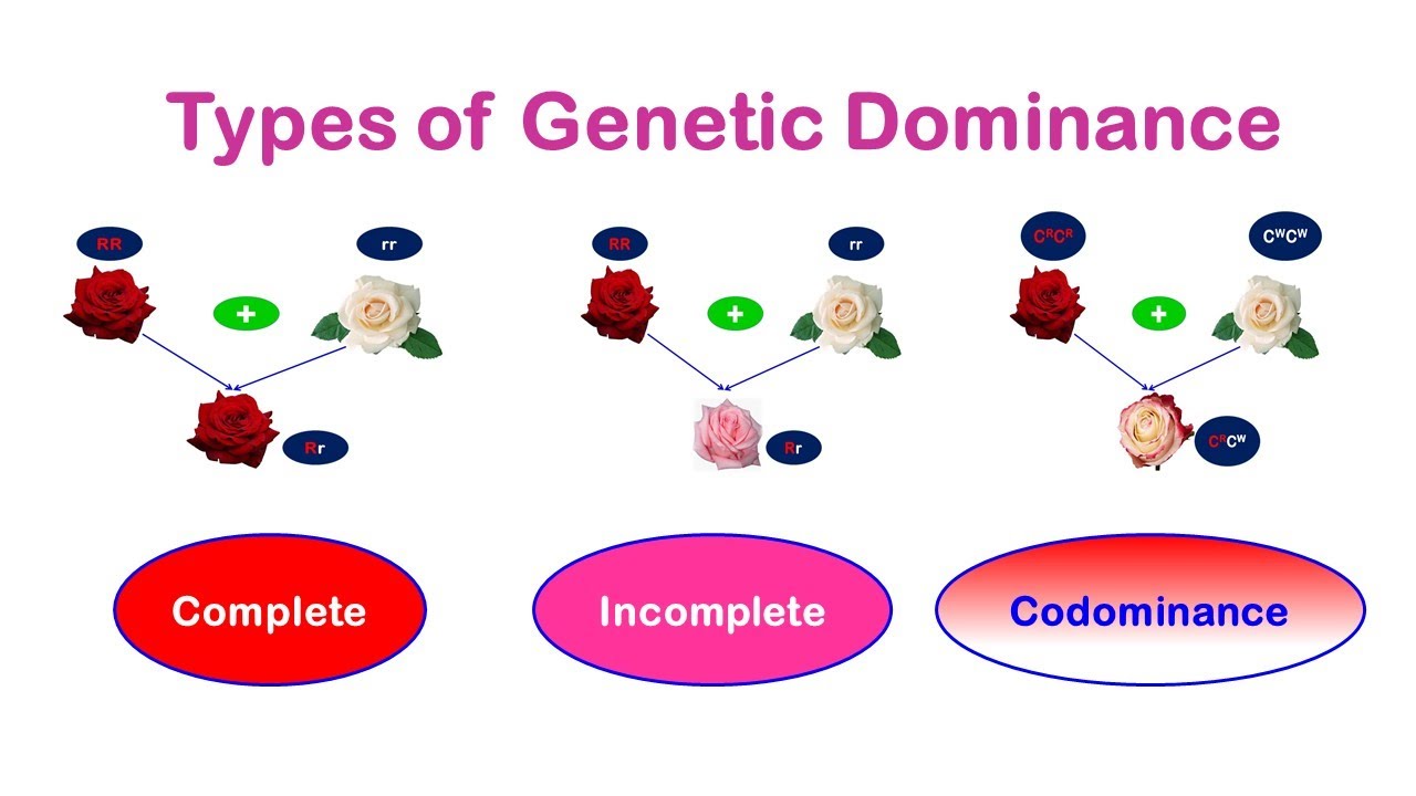 Genetic Dominance (Complete, Incomplete & Codominance) - YouTube
