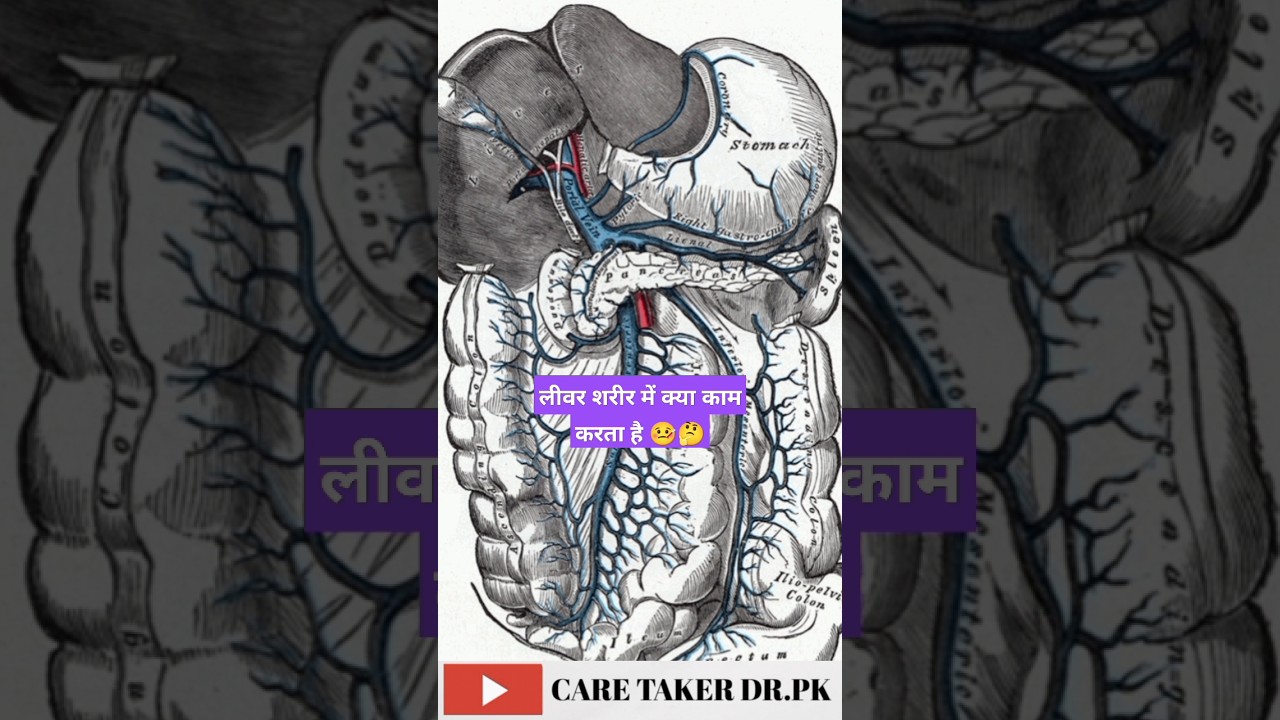 Function of Liver in body//liver anatomy 3d