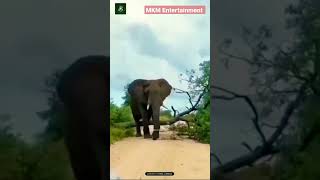 Power of An Elephant