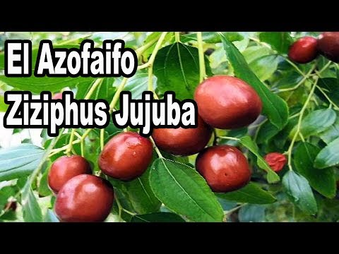 Vídeo: Ziziphus - Origen, Propiedades útiles