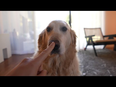 Boop the Snoot - Boop the Snoot