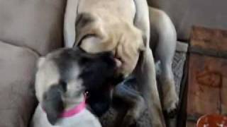 Samson & Delilah