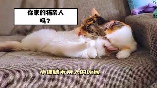 小猫咪不亲人的表现