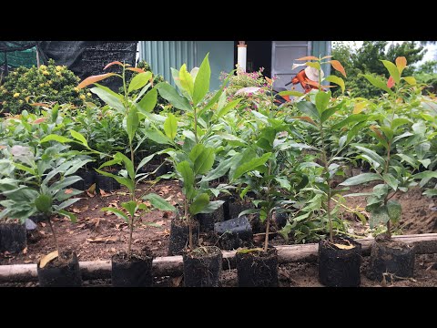 Video: Cây mai: giống, trồng, chăm sóc