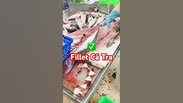 ✅ #ViệcLàm công nhân thủy sản Fillet Cá Tra ở Miền Tây #congtythuysan #chebienthuysan #ThủySảnWork