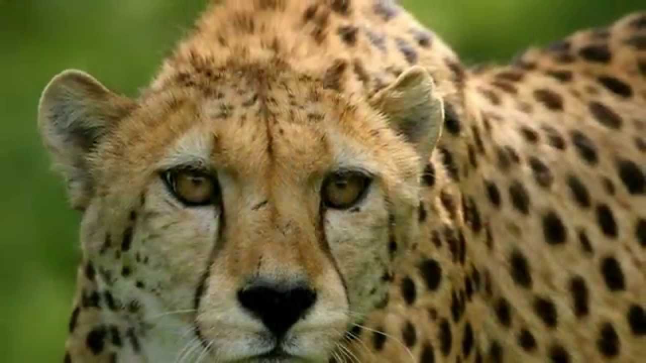 Die Wunderbare Welt Der Tiere Stream Die wunderbare Welt der Tiere 2014 - HD - YouTube