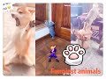 🐶 🐱 Funniest Animal is coming!!!!!!!  Funniest Pets compilation #14--2020 May