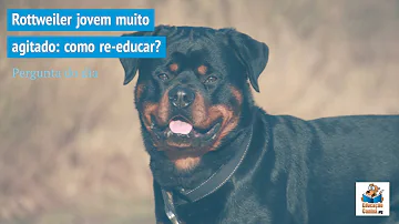 Como fazer um Rottweiler ficar manso?