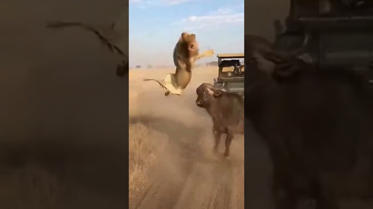 죽음까지 몇 초… 그때 엄마가 왔다 🐃 Seconds From Death—Then the Mother Arrived ㅣ死まで数秒…その時、母が来た #animals #wildlife