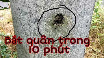 Bắt thành công tổ ong dú trong trụ điện _cách nuôi ong dú