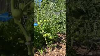 Grow More Tomatoes NOT LEAVES!!!