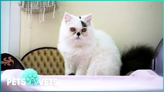 Why We Love Cats and Dogs - The Surprising History of Our Furry Friends