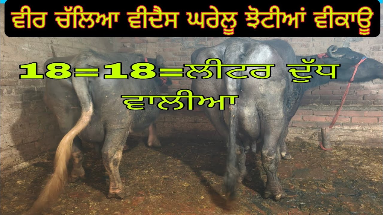 ਫੋਨ 7837073150 ਵੀਰ  ਕੋਲ ਚੰਗੀਆ ਝੋਟੀਆ  ਨੀਲੀ ਰਾਵੀ ਮੋਹਰਾ ਨਸਲ ਦੀਆ  