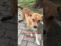 Dog # indian dog # street dog # viral short # trending short # YouTube short # dog lover #