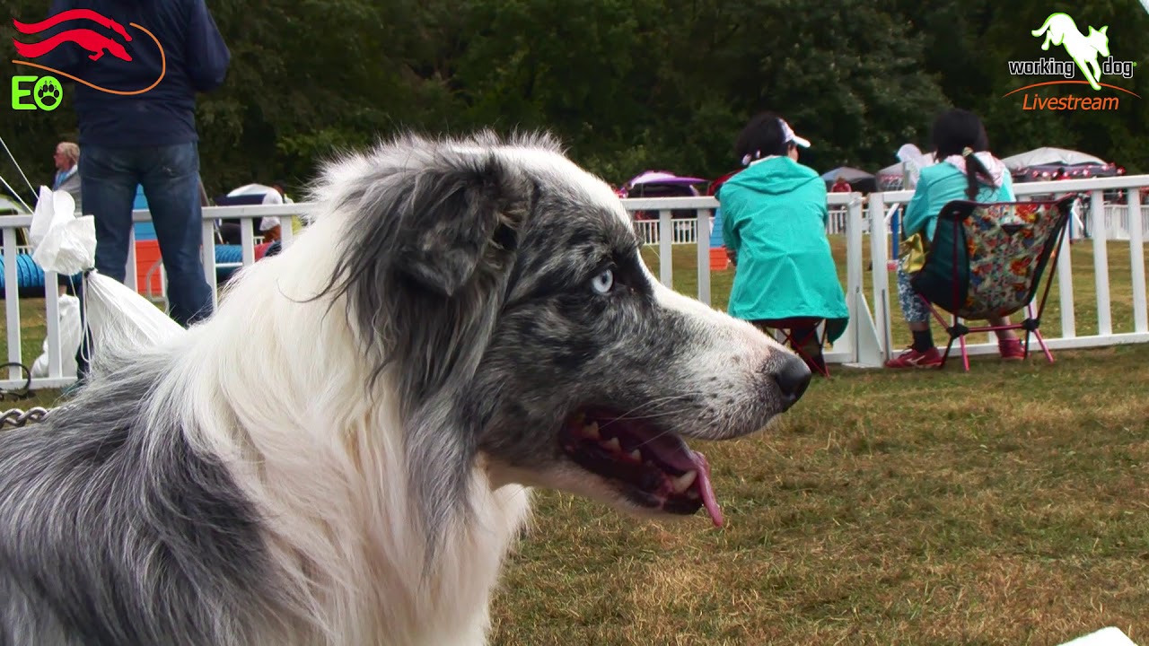 knpv berger hollandais European Open Agility